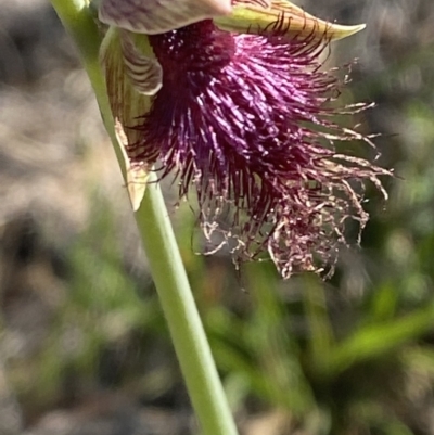 Calochilus platychilus (Purple Beard Orchid) at Nerriga, NSW - 3 Oct 2023 by Tapirlord