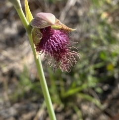 Calochilus platychilus at Nerriga, NSW - suppressed