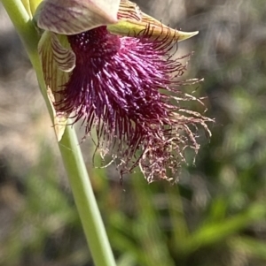 Calochilus platychilus at Nerriga, NSW - suppressed