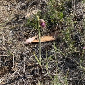 Calochilus platychilus at Nerriga, NSW - suppressed