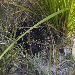 Tachyglossus aculeatus (Short-beaked Echidna) at Warri, NSW - 3 Oct 2023 by Tapirlord