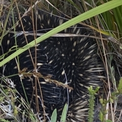 Tachyglossus aculeatus at Warri, NSW - 3 Oct 2023