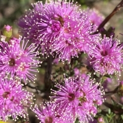 Kunzea parvifolia (Violet Kunzea) at Manar, NSW - 2 Oct 2023 by Tapirlord