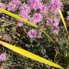 Kunzea parvifolia at Manar, NSW - 3 Oct 2023