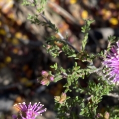 Kunzea parvifolia at Manar, NSW - 3 Oct 2023