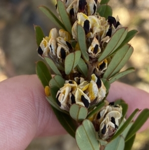 Pultenaea daphnoides at Mayfield, NSW - 3 Oct 2023