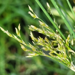 Juncus sp. at Thuddungra, NSW - 7 Oct 2023