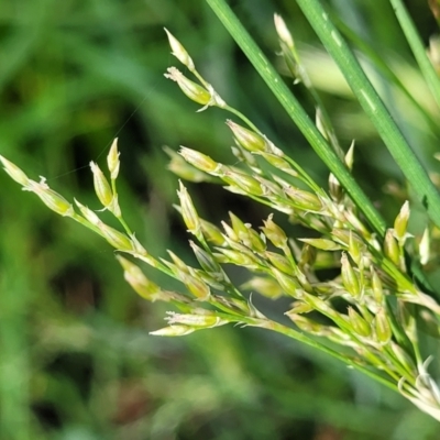 Juncus sp. (A Rush) at Thuddungra, NSW - 7 Oct 2023 by trevorpreston