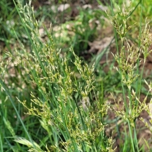 Juncus sp. at Thuddungra, NSW - 7 Oct 2023