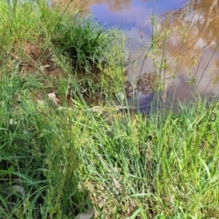 Juncus sp. at Thuddungra, NSW - 7 Oct 2023 03:45 PM