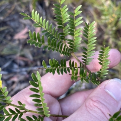 Acacia terminalis (Sunshine Wattle) at Braidwood, NSW - 3 Oct 2023 by Tapirlord