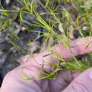 Caustis flexuosa at Braidwood, NSW - 3 Oct 2023