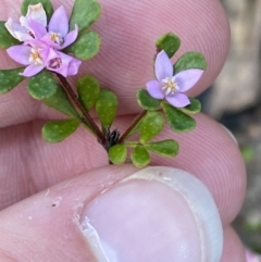 Boronia algida (Alpine Boronia) at Braidwood, NSW - 2 Oct 2023 by Tapirlord