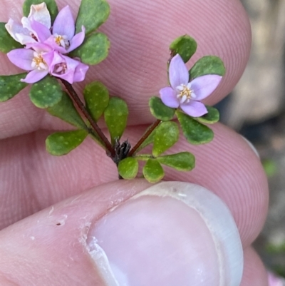 Boronia algida (Alpine Boronia) at Braidwood, NSW - 2 Oct 2023 by Tapirlord