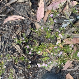 Boronia algida at Braidwood, NSW - 3 Oct 2023