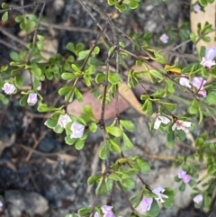 Boronia algida at Braidwood, NSW - 3 Oct 2023