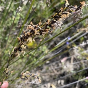 Schoenus melanostachys at Braidwood, NSW - 3 Oct 2023 09:18 AM