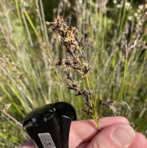 Schoenus melanostachys at Braidwood, NSW - 3 Oct 2023 09:18 AM