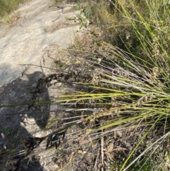 Schoenus melanostachys at Braidwood, NSW - 3 Oct 2023 09:18 AM