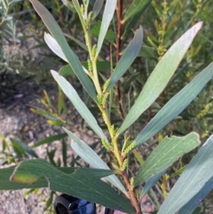 Acacia obtusifolia (Blunt-leaf Wattle) at Braidwood, NSW - 3 Oct 2023 by Tapirlord