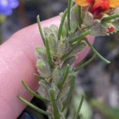 Dillwynia sericea at Braidwood, NSW - 3 Oct 2023 09:16 AM