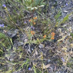 Dillwynia sericea at Braidwood, NSW - 3 Oct 2023