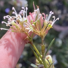 Grevillea patulifolia at Braidwood, NSW - 2 Oct 2023 by Tapirlord