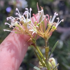 Grevillea patulifolia at Braidwood, NSW - 3 Oct 2023 09:16 AM