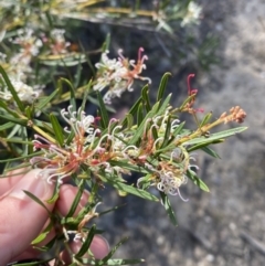 Grevillea patulifolia at Braidwood, NSW - 3 Oct 2023 09:16 AM