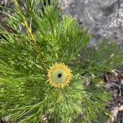 Isopogon anethifolius at Braidwood, NSW - 3 Oct 2023 by Tapirlord