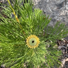 Isopogon anethifolius at Braidwood, NSW - 2 Oct 2023 by Tapirlord