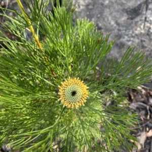 Isopogon anethifolius at Braidwood, NSW - 3 Oct 2023