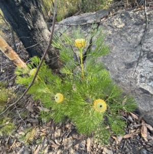 Isopogon anethifolius at Braidwood, NSW - 3 Oct 2023