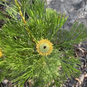 Isopogon anethifolius at Braidwood, NSW - 3 Oct 2023