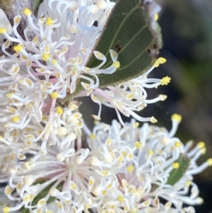 Hakea dactyloides at Braidwood, NSW - 3 Oct 2023