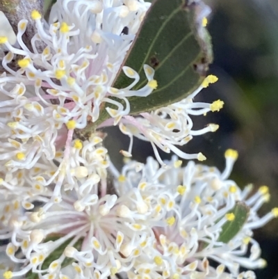 Hakea dactyloides (Finger Hakea) at Braidwood, NSW - 2 Oct 2023 by Tapirlord
