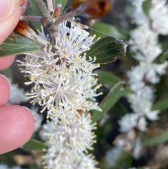 Hakea dactyloides at Braidwood, NSW - 3 Oct 2023