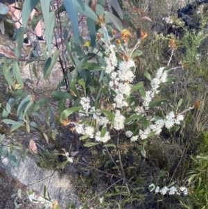 Hakea dactyloides at Braidwood, NSW - 3 Oct 2023 09:06 AM