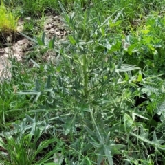 Cirsium vulgare (Spear Thistle) at Thuddungra, NSW - 7 Oct 2023 by trevorpreston