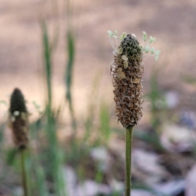 Plantago lanceolata (Ribwort Plantain, Lamb's Tongues) at Thuddungra, NSW - 7 Oct 2023 by trevorpreston