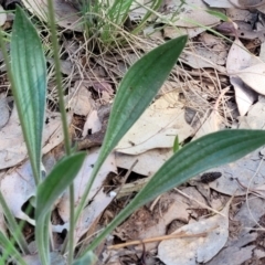 Plantago lanceolata at Thuddungra, NSW - 7 Oct 2023 03:43 PM