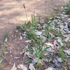 Plantago lanceolata at Thuddungra, NSW - 7 Oct 2023 03:43 PM