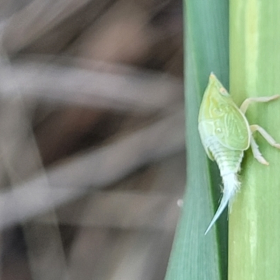 Siphanta acuta (Green planthopper, Torpedo bug) at Thuddungra, NSW - 7 Oct 2023 by trevorpreston