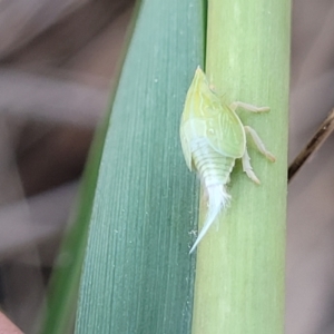 Siphanta acuta at Thuddungra, NSW - 7 Oct 2023