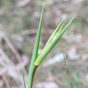 Dianella sp. aff. longifolia (Benambra) at Thuddungra, NSW - 7 Oct 2023 03:37 PM