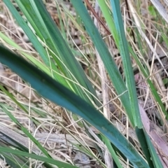 Dianella sp. aff. longifolia (Benambra) at Thuddungra, NSW - 7 Oct 2023 03:37 PM