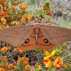 Opodiphthera helena (Helena Gum Moth) at Jerangle, NSW - 26 Nov 2022 by Csteele4