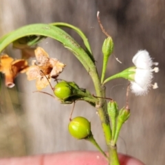 Myoporum montanum at Thuddungra, NSW - 7 Oct 2023