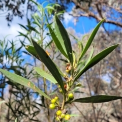 Myoporum montanum at Thuddungra, NSW - 7 Oct 2023 03:35 PM