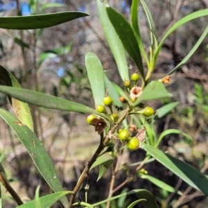 Myoporum montanum at Thuddungra, NSW - 7 Oct 2023 03:35 PM